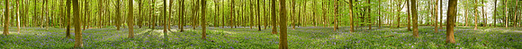 P3F26  Bluebells, Micheldever Wood, Hampshire, UK