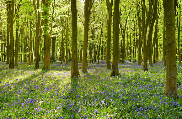 V7F29   Micheldever Wood, Hampshire, UK