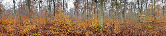 P3F50  Thetford Forest, Norfolk, UK