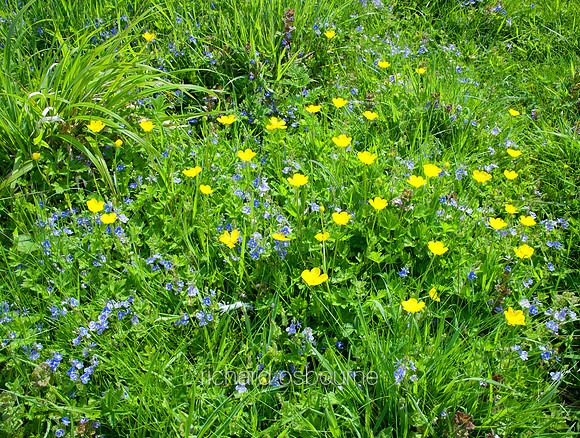 V6W16  Germander Speedwell and Buttercups, Norfolk, UK