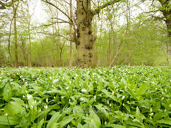 V4W15 Ramsons, Lower Wood Ashwellthorpe, Norfolk