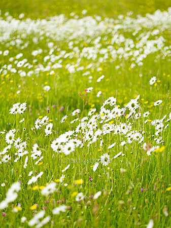 V7W20  Ox Eye Daisies and Wildflowers, Fritton Common, Norfolk, UK