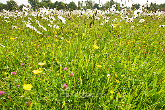 V7W36  Ox Eye Daisies and Wildflowers, Fritton Common, Norfolk, UK