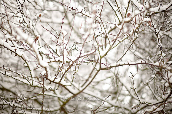 V6D45  Snow and Trees