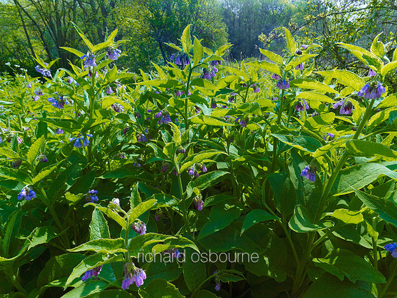 V6W15  Russian Comfrey at Dawn, Newton Flotman, Norfolk, UK