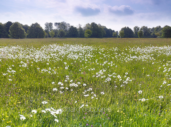 V7W18  Ox Eye Daisies and Wildflowers, Fritton Common, Norfolk, UK