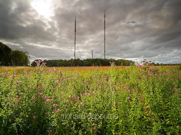 V6W25  Rosebay Willowherb and TV Transmitter Masts, Norfolk, UK