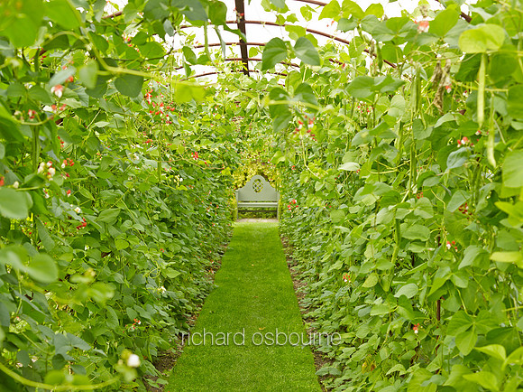 V8G3  Runner Bean Tunnel, Helmingham Hall, Suffolk, UK