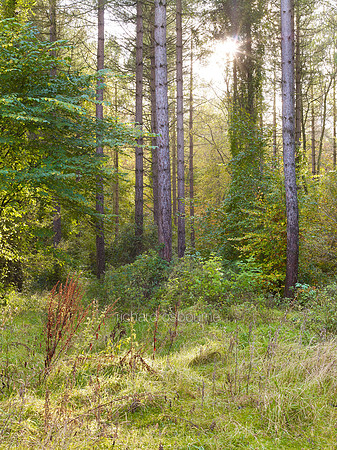 V6F31  Scots Pines, Autumn, Thetford Forest, Norfolk, UK