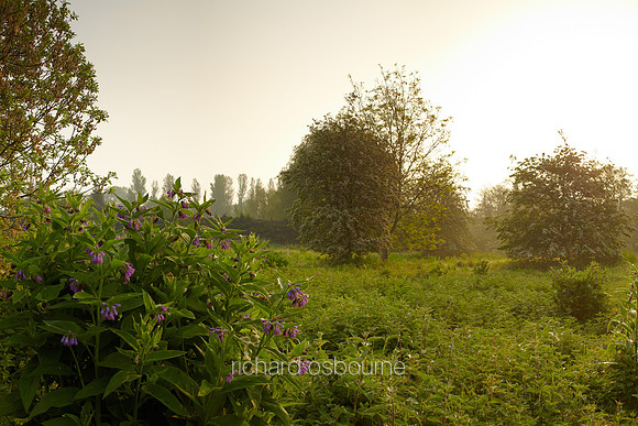 V6N47  Russian Comfrey at Dawn, Newton Flotman, Norfolk, UK