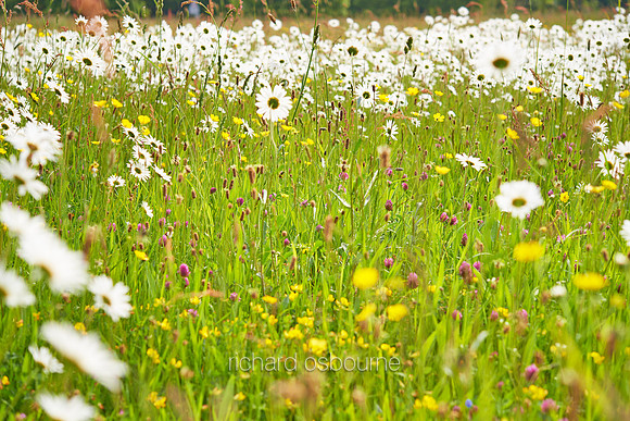 V7W40  Ox Eye Daisies and Wildflowers, Fritton Common, Norfolk, UK
