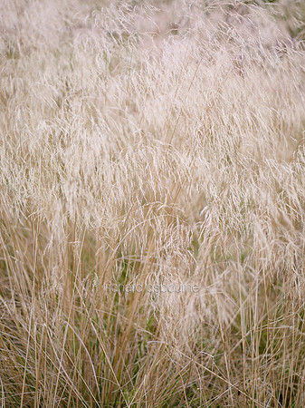 V6D55  Grasses, Autumn