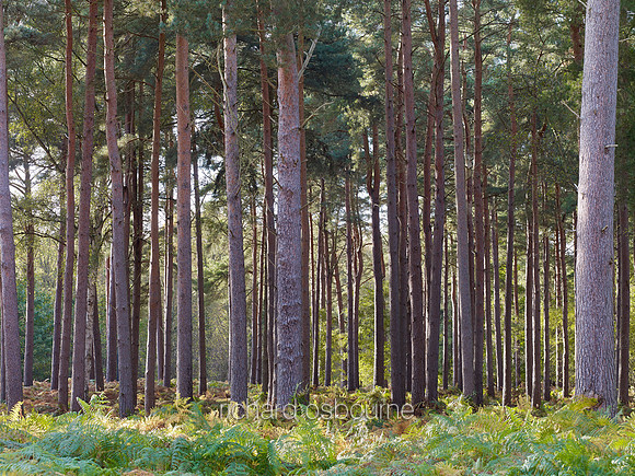 V6F30  Scots Pines, Autumn, Thetford Forest, Norfolk, UK