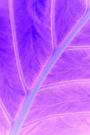 V5A25  Tropical Plant Abstract