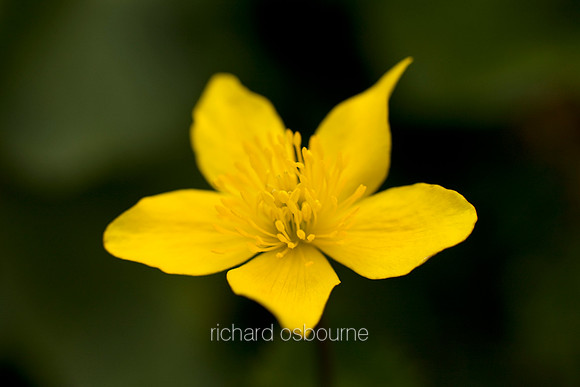 V3W35 Marsh Marigold