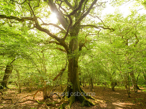 V5F32  Oak Tree, Langley Wood, The New Forest, Hampshire, UK