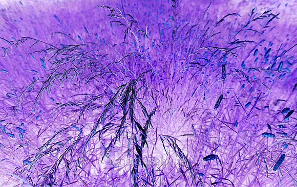 V7A8  Wild Grasses