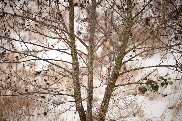 V6D50  Snow and Trees