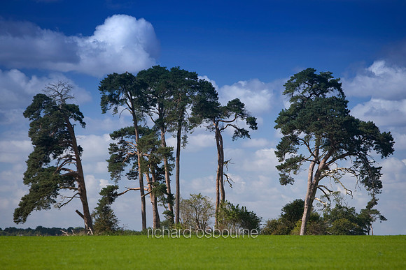 V2L15 Scots Pines, Norfolk