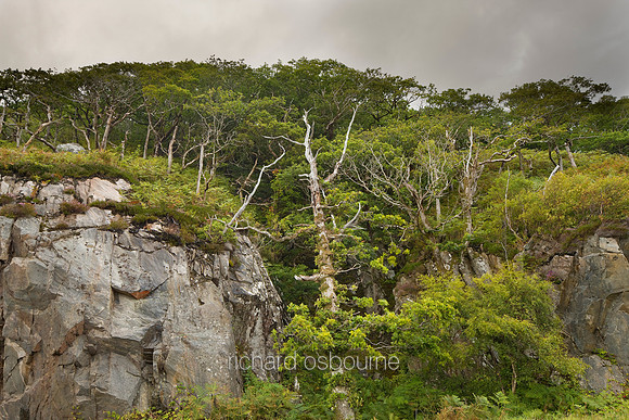 V4RS24  Scots Pines and Cliff Face, Morar, Scotland