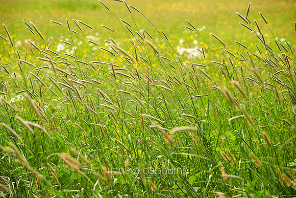 V7W41  Wild Grasses at Dawn, Norfolk, UK
