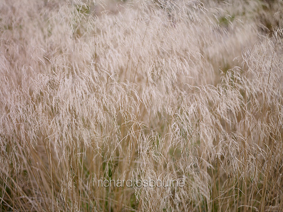 V6D54  Grasses, Autumn