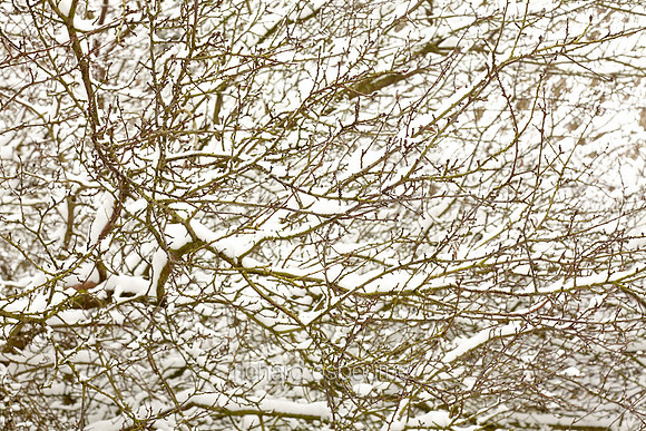 V6D44  Snow and Trees
