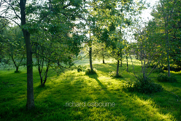 L1N1 Tasburgh Dawn