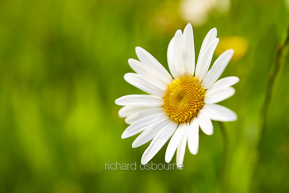 V7W38  Ox Eye Daisies, Fritton Common, Norfolk, UK