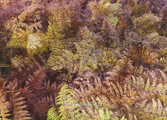 V6D39  Bracken