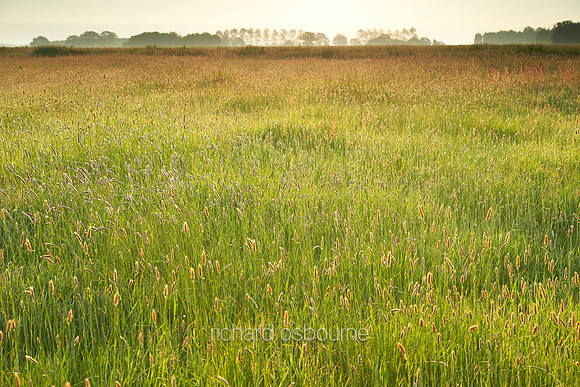 V7W22  Wild Grasses at Dawn, Norfolk, UK
