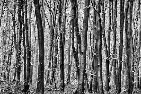 V14T150  Forest Patterns