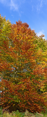 P3F29  Beeches, Autumn, Thetford Forest, Norfolk, UK