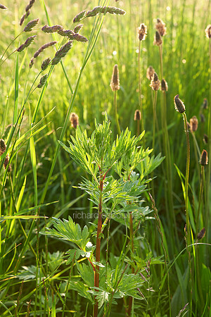 V7W30  Wild Grasses at Dawn, Norfolk, UK