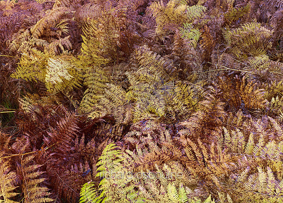 V6D39  Bracken, Thetford Forest, Norfolk, UK