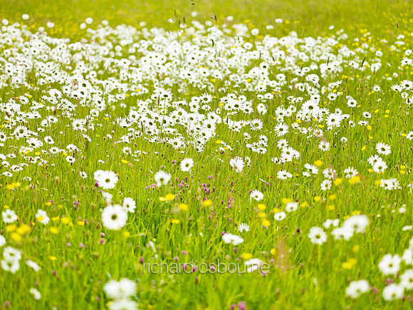 V7W19  Ox Eye Daisies and Wildflowers, Fritton Common, Norfolk, UK