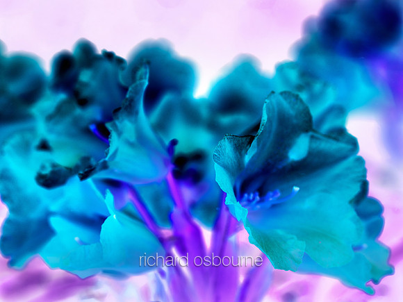 V6A5  Rhododendrons Abstract