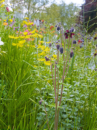 V7W13  Wildflowers