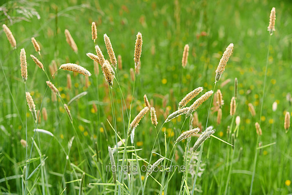 V7W33  Wild Grasses at Dawn, Norfolk, UK