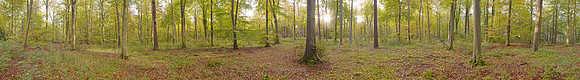 P3F28  Autumn, Thetford Forest, Norfolk, UK