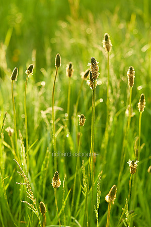 V7W24  Plantains at Dawn, Norfolk, UK