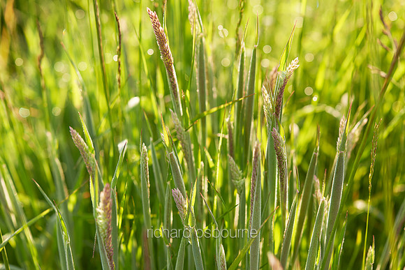 V7W27  Wild Grasses at Dawn, Norfolk, UK