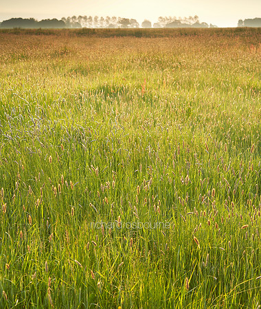 V7W23  Wild Grasses at Dawn, Norfolk, UK