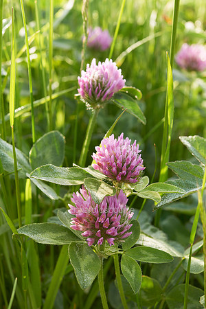 V7W32  Red Clover at Dawn, Norfolk, UK