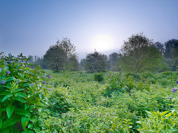 V6N45  Russian Comfrey at Dawn, Newton Flotman, Norfolk, UK