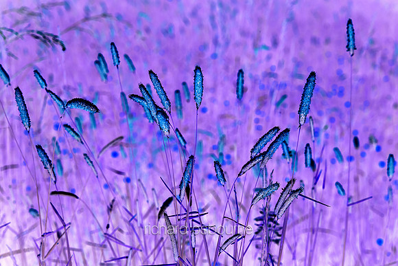 V7A7  Wild Grasses