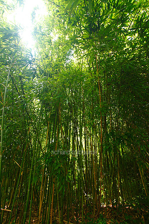 V5G1  Bamboo, Trewidden Garden, Penzance, Cornwall, UK