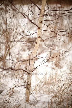 V6D49  Snow and Trees