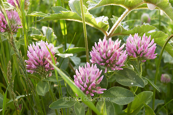 V7W31  Red Clover at Dawn, Norfolk, UK