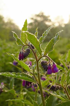 V6W20  Russian Comfrey, Newton Flotman, Norfolk, UK